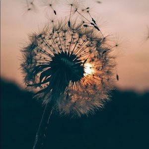 Meet your Posher, Nora